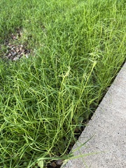 Bouteloua aristidoides