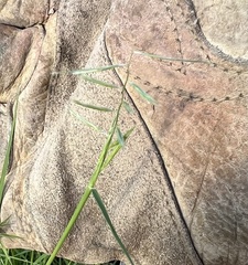 Bouteloua aristidoides