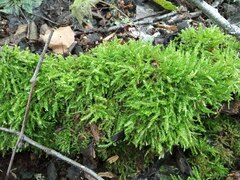 Sciuro-hypnum curtum