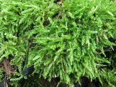 Sciuro-hypnum curtum