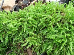 Sciuro-hypnum curtum