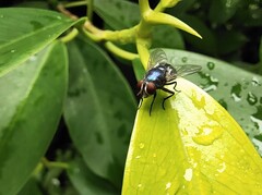 Chrysomya megacephala