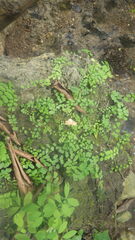 Adiantum philippense subsp. philippense image