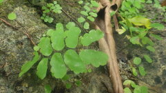 Adiantum philippense subsp. philippense image