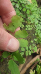 Adiantum philippense subsp. philippense image