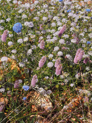 Trachymene cyanantha