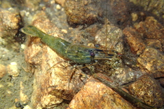 Macrobrachium laevis