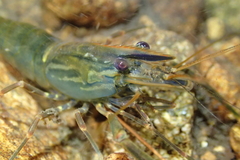 Macrobrachium laevis