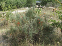 Ephedra procera