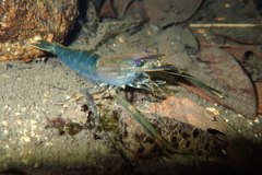 Macrobrachium laevis