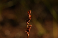 Machaerina rubiginosa