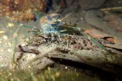 Macrobrachium laevis