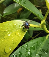 Chrysomya megacephala