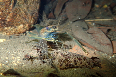 Macrobrachium laevis