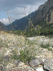 Crepis sonchifolia