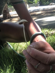 Conocybe apala