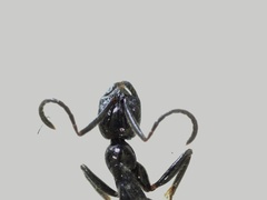 Leptogenys laeviceps