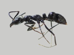 Leptogenys laeviceps