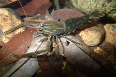 Macrobrachium laevis