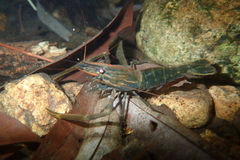 Macrobrachium laevis