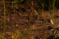 Machaerina rubiginosa