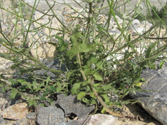 Crepis sonchifolia