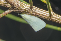 Colgaroides acuminata