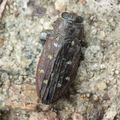 Chrysobothris octocola