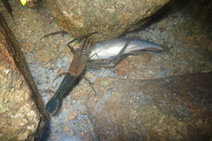 Macrobrachium laevis