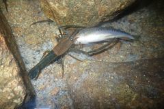 Macrobrachium laevis