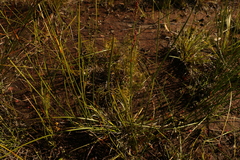 Machaerina rubiginosa