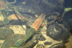 Macrobrachium laevis