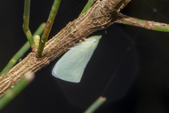 Colgaroides acuminata