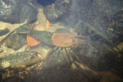 Macrobrachium laevis