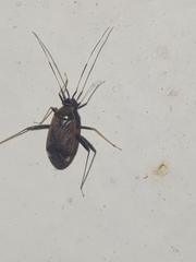 Adelphocoris triannulatus