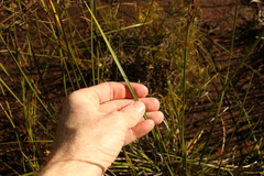 Machaerina rubiginosa