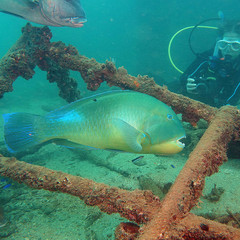 Choerodon schoenleinii