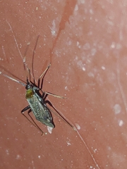 Adelphocoris triannulatus