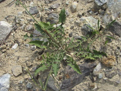 Crepis sonchifolia