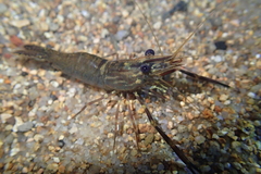 Macrobrachium laevis