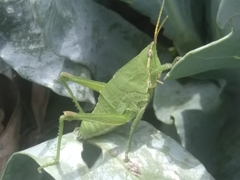 Sphenarium