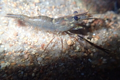 Macrobrachium laevis