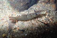 Macrobrachium laevis