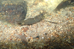 Macrobrachium laevis