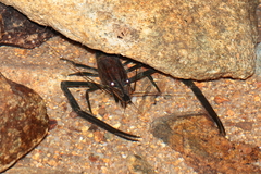 Macrobrachium laevis
