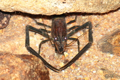 Macrobrachium laevis