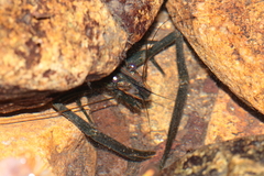 Macrobrachium laevis