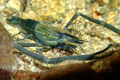 Macrobrachium laevis