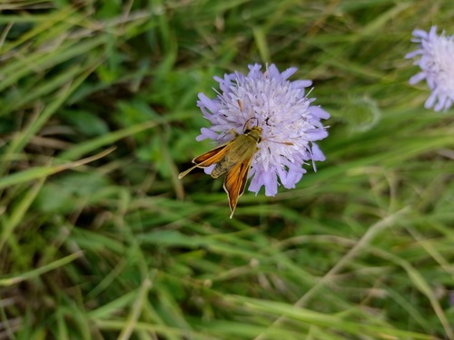súmračník bieloškvrnný (Hesperia comma)