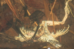 Macrobrachium laevis